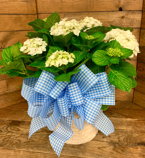 White Hydrangea Plant - 10" Pot