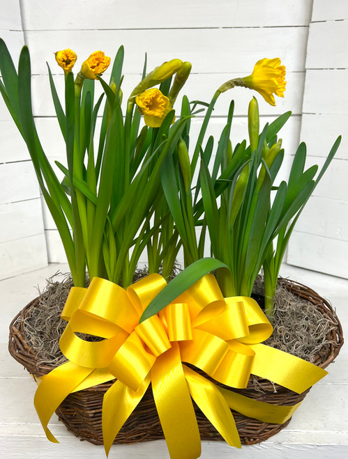 Double Daffodil Basket 