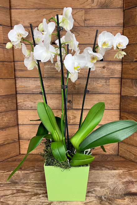 Double Pot of Phalaenopsis Orchids