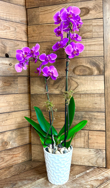 Double Spike Phalaenopsis Orchid Plant with River Rock and Moss in Ceramic Pot