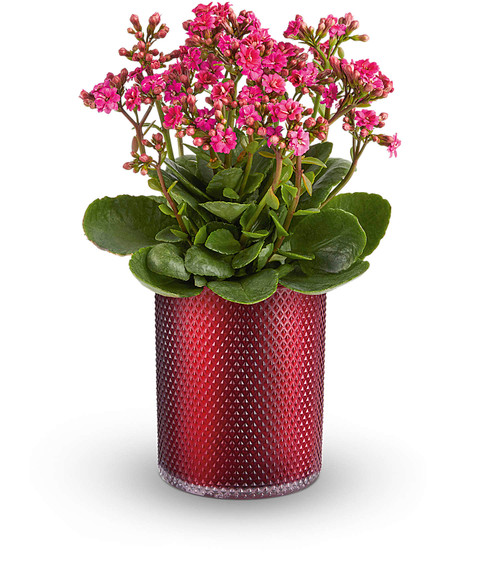 Teleflora's Lovely Kalanchoe Plant