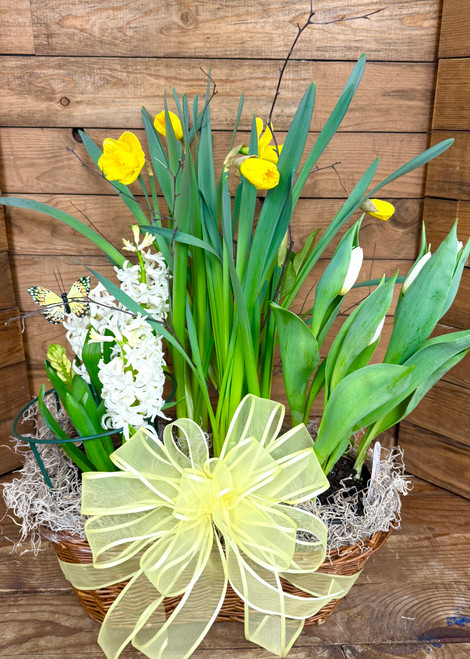 Triple Basket of Blooming Bulbs