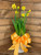 Narcissus Plant - Daffodils