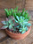 Succulent Garden Small