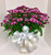 10 inch Hearty Mum in Basket with Bow