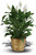 Simply Elegant Spathiphyllum (Peace Lily) - XLarge