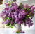 Lush Lilacs Fresh Arrangement