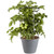 10" Decorative Patio Tomato with Bow