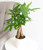 Money Tree