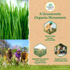 Organic India Wheat Grass Powder