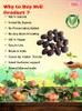 Best Germination Lotus Mix Flower Seeds (Pack Of 30 Seeds) - All Mix Color Growing Lotus Kamal Gatta Seed,Home Gardening, Live Water plant for Pond, Rosary of Kamalgatta, Makhana Seed, Water Lily [Fittuber Recs]