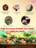Best Germination Lotus Mix Flower Seeds (Pack Of 30 Seeds) - All Mix Color Growing Lotus Kamal Gatta Seed,Home Gardening, Live Water plant for Pond, Rosary of Kamalgatta, Makhana Seed, Water Lily [Fittuber Recs]