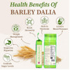 ELWORLD ORGANIC Barley Dalia by EL WORLD|500gm|1.1 lbs