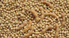 ELWORLD ORGANIC Soybean Whole by EL WORLD|1000gm|2.2 lbs