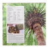 ELWORLD ORGANIC Frozen Medjoul Natural Dates Jumbo by EL WORLD|500gm|1.1 lbs