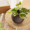 Thenga Triple line Coconut Planter Pot | For Indoor Plants, Succulents set of 1|165gm|0.36 lbs