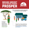 Mavuno Harvest Organic Dried Mango |56gm|0.12 lbs