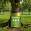 Herbs Forever - Amla Powder Emblica officinalis, Vitamin C & Antioxidants, Supports Healthy Immunity | 100gm | 0.22 lbs