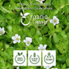 Organic Way - Brahmi Leaf Powder (Bacopa Monnieri) - Pure Botanical Powder | 227gm | 0.5 lbs