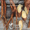 Organic Way - Yellow Dock Root Powder (Rumex crispus) - Pure Botanical Powder | 57gm | 0.13 lbs