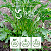 Organic Way - Yellow Dock Root Powder (Rumex crispus) - Pure Botanical Powder | 454gm | 1.0 lbs