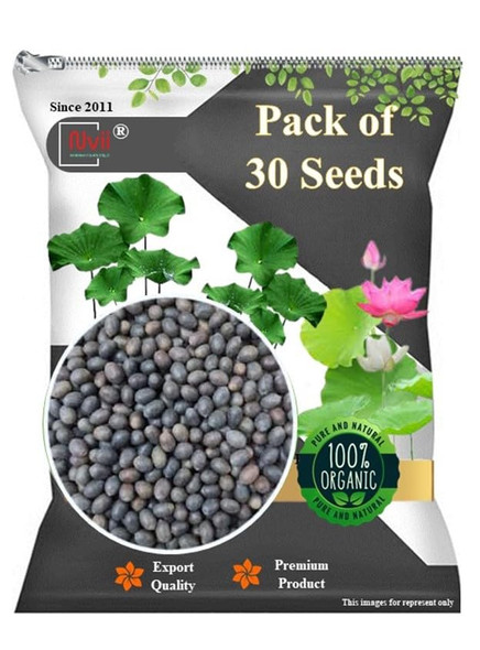 Best Germination Lotus Mix Flower Seeds (Pack Of 30 Seeds) - All Mix Color Growing Lotus Kamal Gatta Seed,Home Gardening, Live Water plant for Pond, Rosary of Kamalgatta, Makhana Seed, Water Lily [Fittuber Recs]