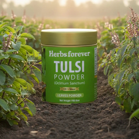 Herbs Forever - Tulsi Powder Holy Basil Leaves Powder Ocimum Sanctum Support Immune System | 100gm | 0.22 lbs