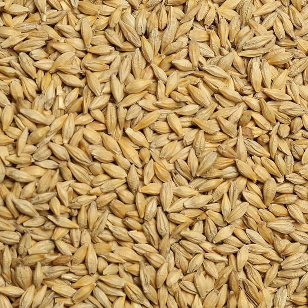 Organic Raw Barley Seeds | Jau Sabut by Radha Govind|500gm|1.1 lbs