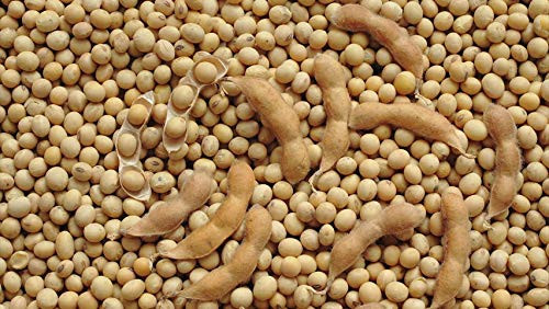 ELWORLD ORGANIC Soybean Whole by EL WORLD|1000gm|2.2 lbs