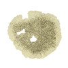 Artificial Lichen