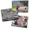 Reference Books-Elk (Images by Phil Wilson)