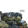 Artificial Barnacles & Mussels