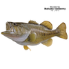 Paint Kits-Life Tone Lacquer Fish