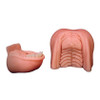 Replacement Mouthpiece - Flehmen by Champions Choice