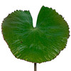 Lily Pad w/ Stem