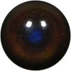 Eyes-Raccoon (Live-unbanded)