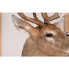 Ear Edge Carding