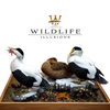 Bird Heads | Original Series by Wildlife Illusions