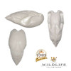 Bird Bodies | Final Generation by Wildlife Illusions