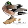 Bird Bodies | Final Generation by Wildlife Illusions