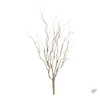 Bush Twig