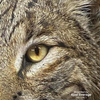 Eyes-Bobcat/Lynx (Live-white banded)