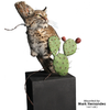 Eyes-Bobcat/Lynx (Reflective-flat back)