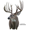 Eyes-Deer (Payer-unbanded dark brown)