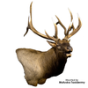 Eyes-Elk (Payer-unbanded-def. cornea)