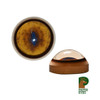 Eyes-Fox Red (Payer-white banded-16mm)