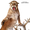 Eyes-Lion-Mountain/Cougar (Payer-unbanded-24mm)
