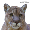 Eyes-Lion-Mountain/Cougar (Payer-white banded)