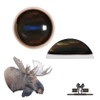 Eyes-Moose (Live-white banded-36mm)