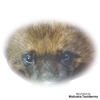 Eyes-Wolverine (Reflective-w/ capsule-14/16mm)